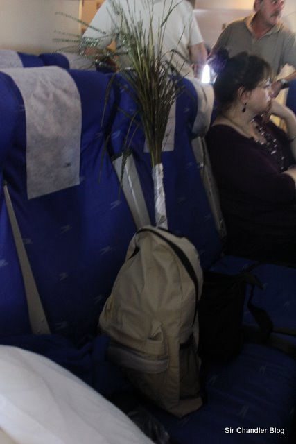 plantita en el avión