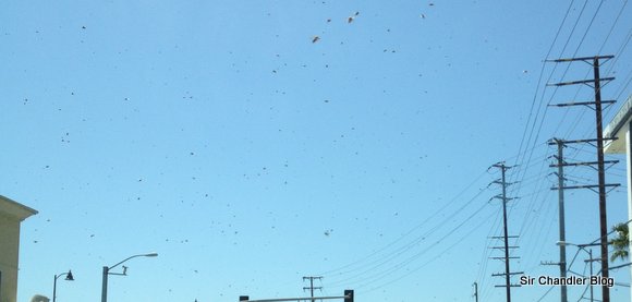 ataque-abejas-detalle