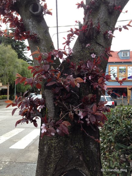 san-martin-andes-arbol