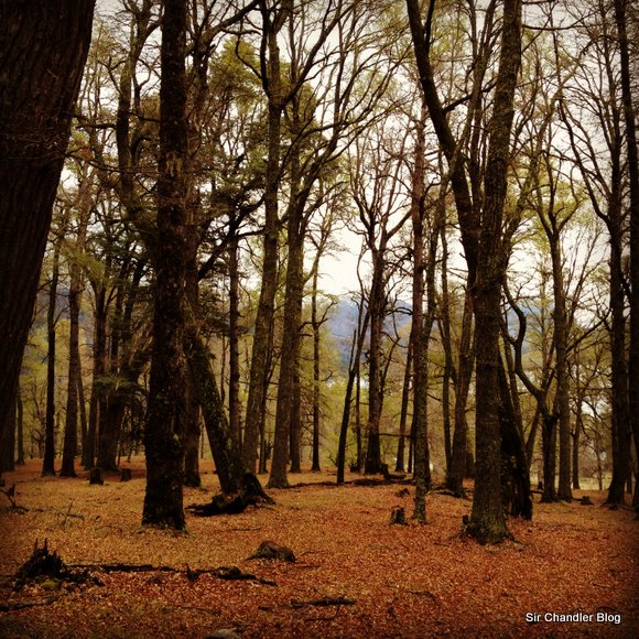 san-martin-andes-bosque-aura