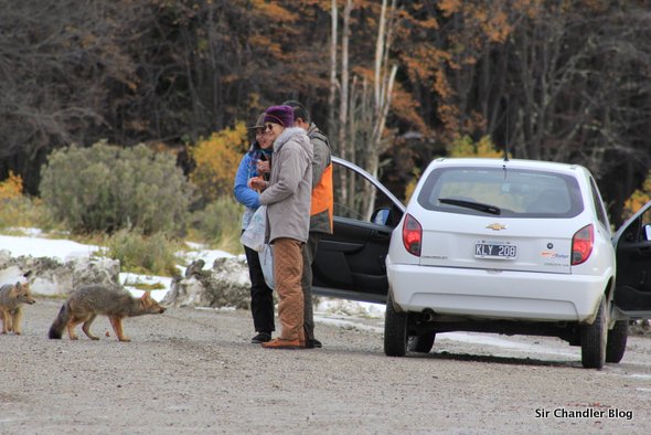 no-alimentar-animales