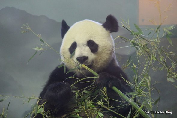 oso-panda-washington