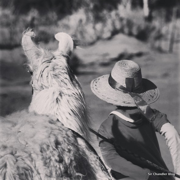 instagram-sirchandler-llamas