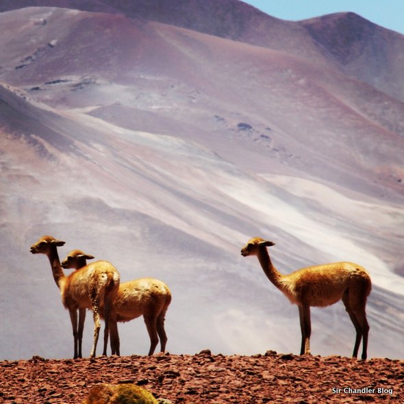 instagram-sirchandler-vicuna