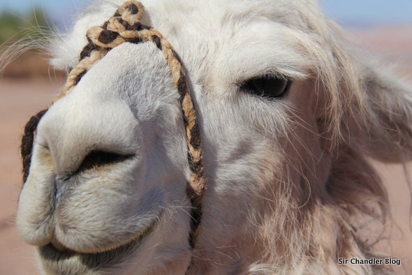 llama-atacama