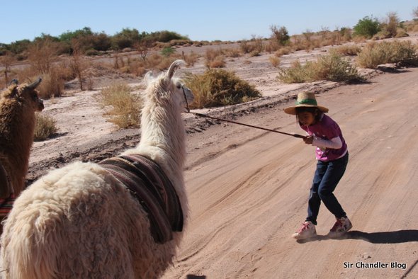 paseo-de-llamas-atacama