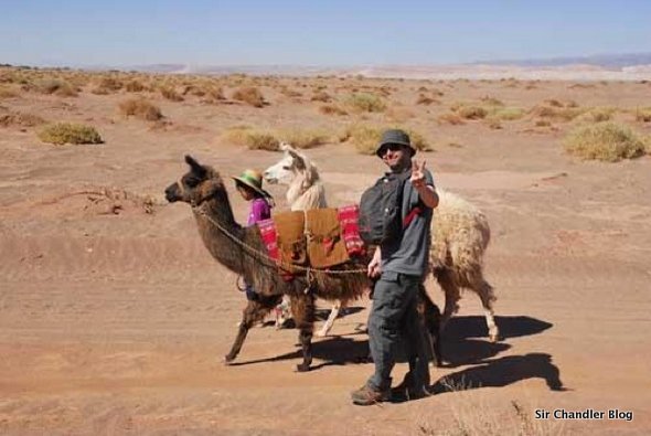 paseo-llamas-chandler