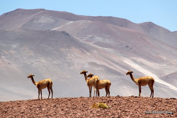 animales-atacama