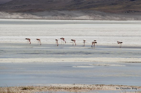 aves-atacama