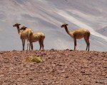 llamas-atacama
