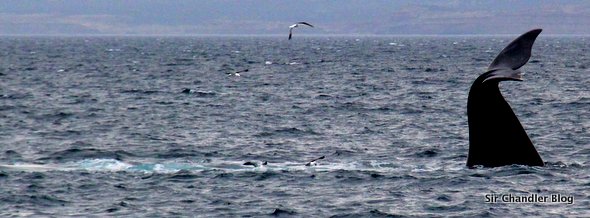 puerto-madryn-ballenas