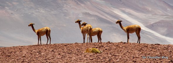 trip-atacama