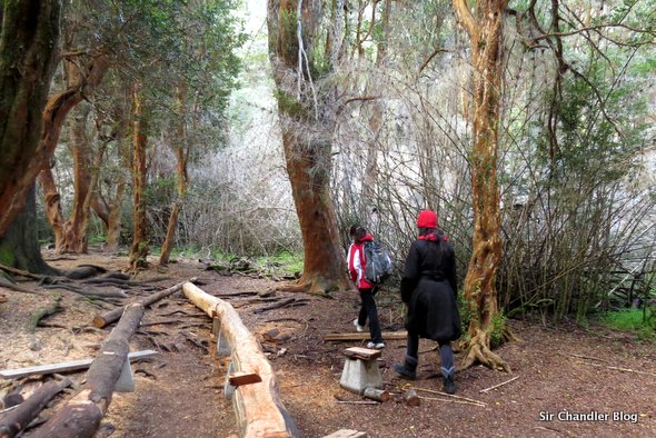 bariloche-otono-bosque