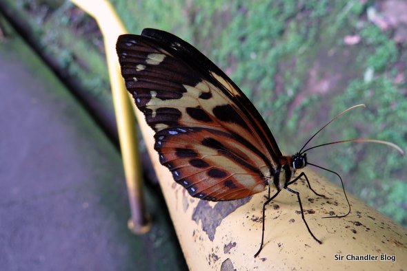 iguazu-mariposa