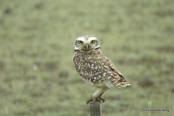 peninsula-valdez-fauna