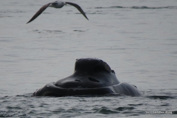 puerto-madryn-ballena-gaviota