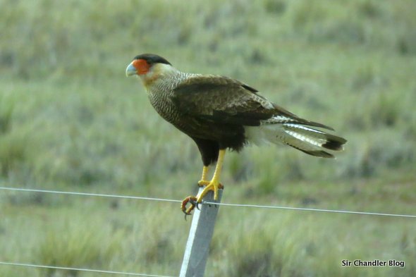 puerto-madryn-chimango