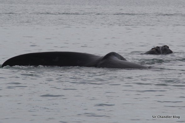 puerto-madryn-cola-ballena