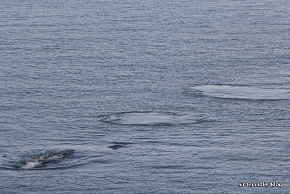 puerto-madryn-recorrido-ballena