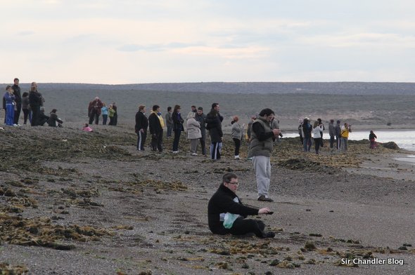 doradillo-playa-madryn