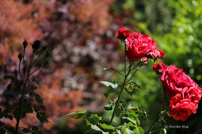 bariloche-casa-flores