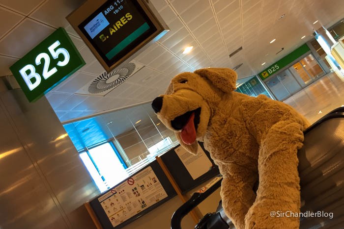 aerolineas-argentinas-mascotas-abordo