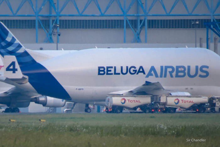 11-beluga