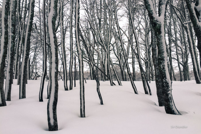 3-bosque-nieve