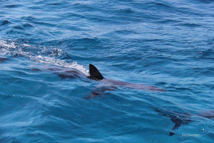 bahamas-tiburon