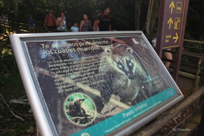 coati-cataratas-cartel