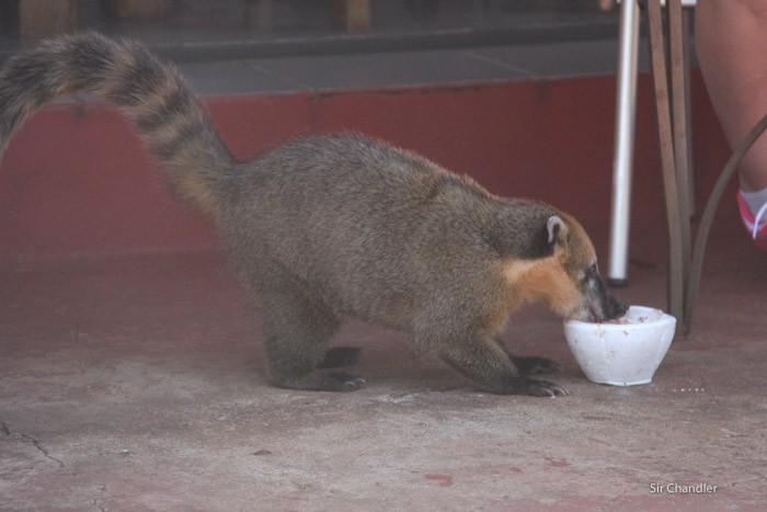 El coatí que se ve en las Cataratas del Iguazú - Sir Chandler