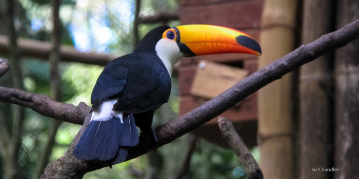 tucan-guira-oga-iguazu