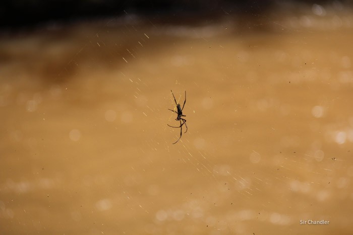 cataratas-iguazu-0271