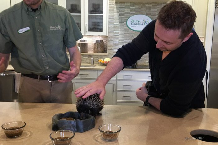 5-busch-gardens-8689