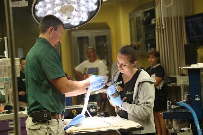 7-busch-gardens-3747