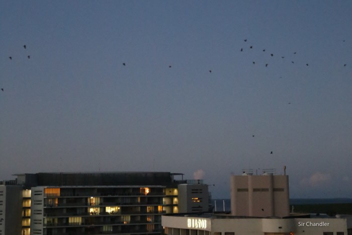 murcielagos-cairns-2232