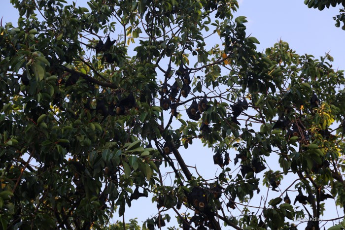 murcielagos-cairns-2382