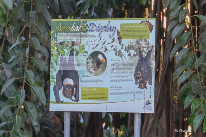 murcielagos-cairns-2384