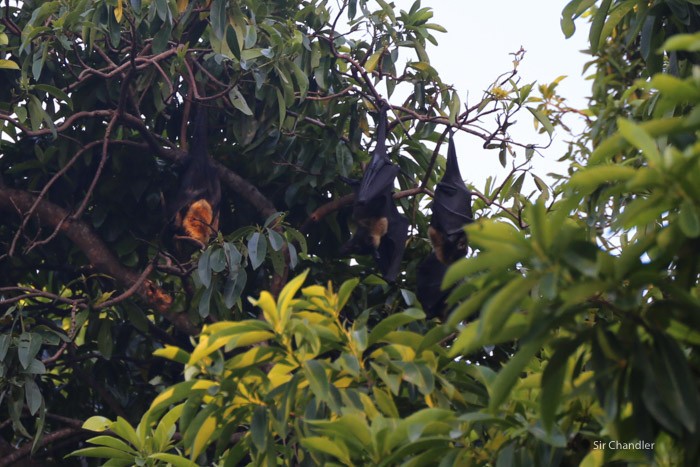 murcielagos-cairns-2385