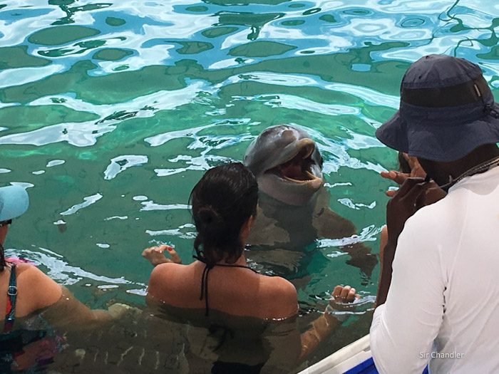 15-blue-lagoon-delfines