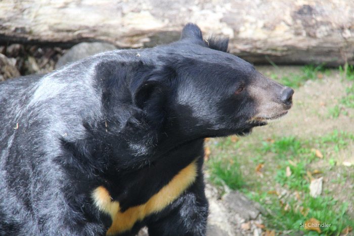 franz-ferdinand-1071