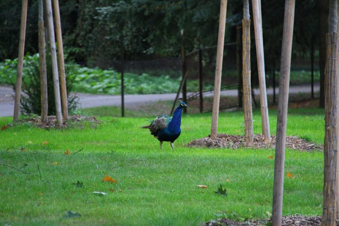 franz-ferdinand-1090