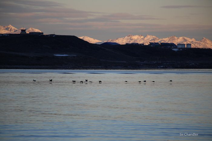 ushuaia-beagle-paseo-6782