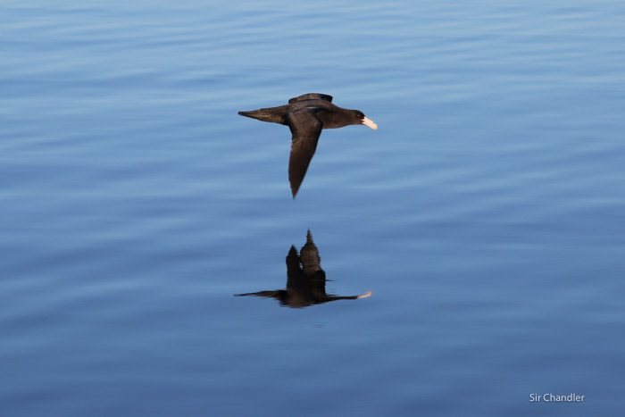 ushuaia-beagle-paseo-6897