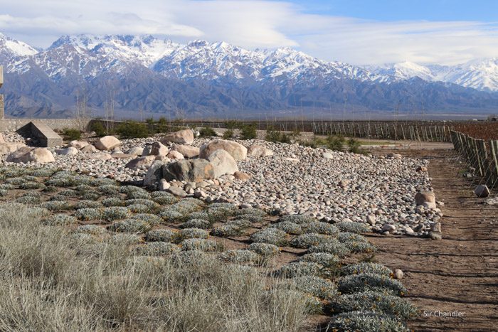 valle-de-uco-zuccardi-5918