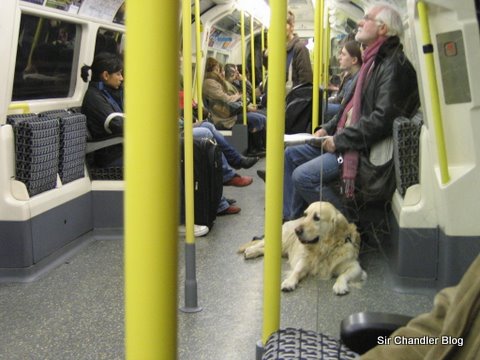 Viajando como perros