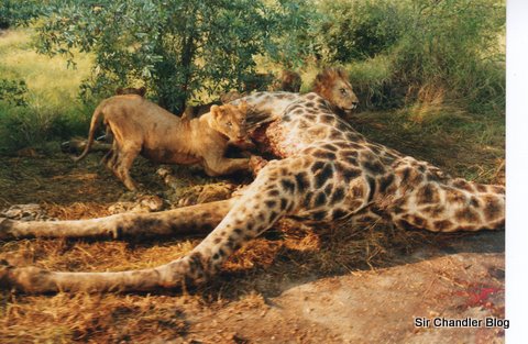 jirafa en el kruger