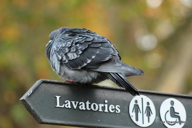 Animalitos de la reina