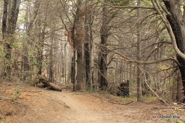 bosque-bariloche
