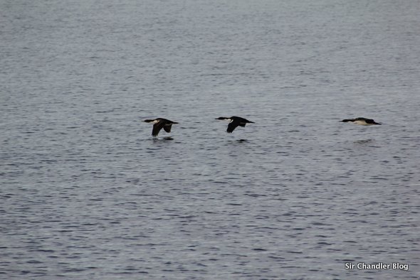 ush-beagle-pajaros